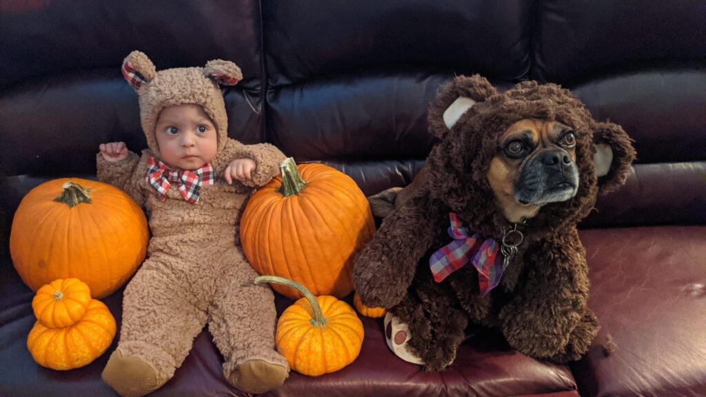 A young infant and a dog on a couch, each in a bear costume with pumpkins surrounding them